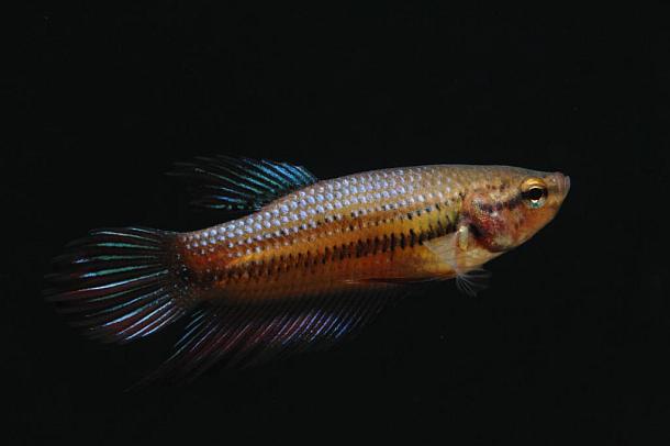 An example of a brown Siamese fighting fish. Image: Nathan Litjens